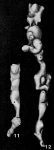 Sporadogenerina flintii Cushman, 1927