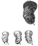 Marginulinella typica Sosnina, 1967