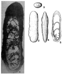 Calvezina ottomana Sellier de Civrieux & Dessauvagie, 1965