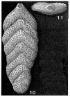 Falsopalmula tenuistriata (Franke, 1936)