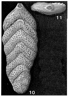 Falsopalmula tenuistriata (Franke, 1936) Falsopalmula tenuistriata (Franke, 1936)
