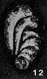Eocristellaria permica Miklukho-Maklay, 1954