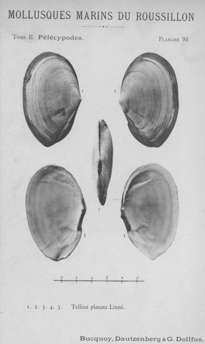 Bucquoy et al. (1887-1898, pl. 94) Bucquoy et al. (1887-1898, pl. 94)