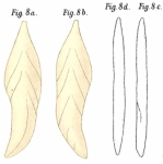 Frondicularia tetschensis Matouschek, 1895