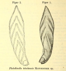 Flabellinella tetschensis (Matouschek, 1895) sp.