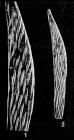 Citharina strigillata (Reuss, 1846)