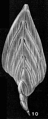 Citharinella karreri (Berthelin, 1880) Citharinella karreri (Berthelin, 1880)