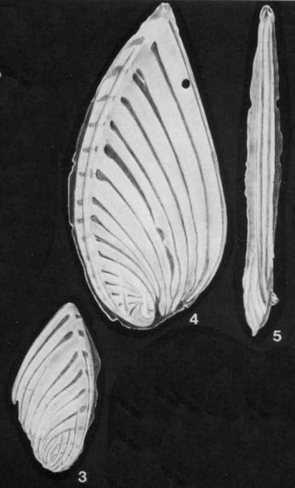 Planularia auris (Defrance in Blainville, 1824)