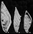 Psilocitharella leptoteicha (Loeblich & Tappan, 1946)