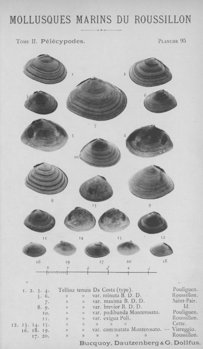 Bucquoy et al. (1887-1898, pl. 95) Bucquoy et al. (1887-1898, pl. 95)