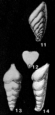 Marginulina trigona Terquem, 1866 Marginulina trigona Terquem, 1866