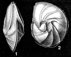 Lenticulina rotulata (Lamarck, 1804) Lenticulina rotulata (Lamarck, 1804)