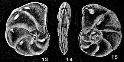 Mesolenticulina partidiana McCulloch, 1977