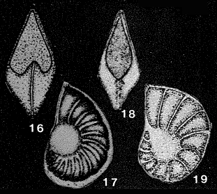 Lenticulinella schutzkajae (Samyschkina, 1975)