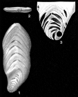 Palmula sagittaria Lea, 1833