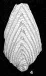 Flabellina rugosa d'Orbigny, 1840