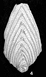 Flabellina rugosa d'Orbigny, 1840 Flabellina rugosa d'Orbigny, 1840