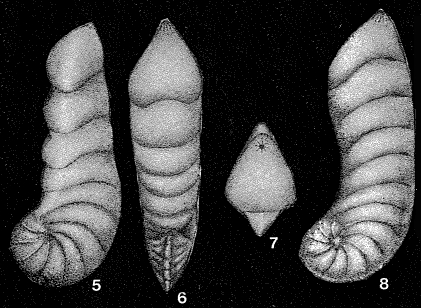 Dainitella explanata Putrya, 1972 Dainitella explanata Putrya, 1972