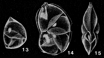 Neolenticulina chathamensis McCulloch, 1977