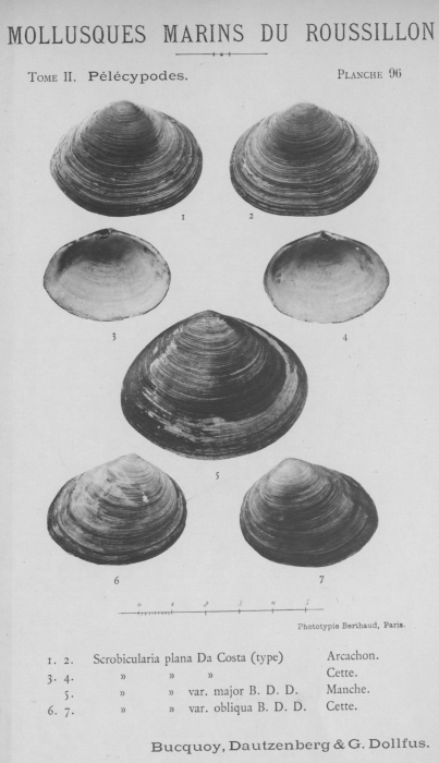 Bucquoy et al. (1887-1898, pl. 96) Bucquoy et al. (1887-1898, pl. 96)