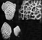 Flabellina henbesti Bermúdez, 1937