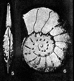 Turkmenella granata Bugrova, 1985 Turkmenella granata Bugrova, 1985