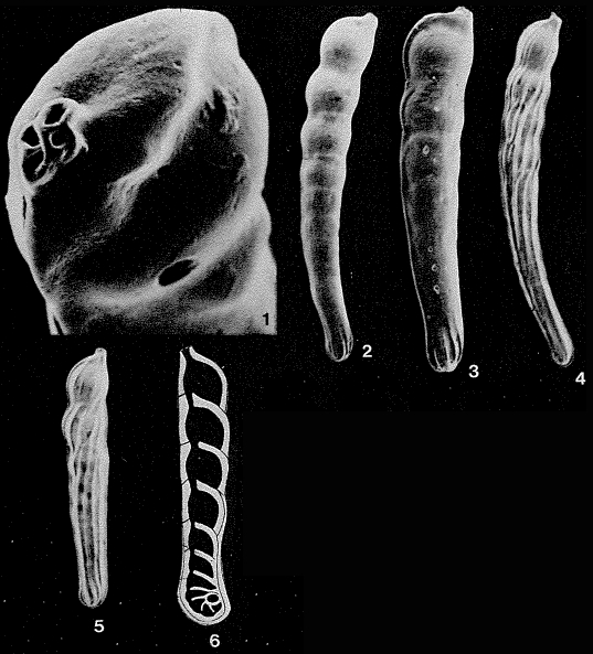 Vaginulinopsis carinata (Silvestri, 1898) Vaginulinopsis carinata (Silvestri, 1898)