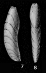 Astacolus crepidulus (Fichtel & Moll, 1798)