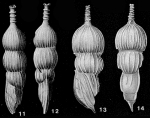 Amphicoryna scalaris (Batsch, 1791)