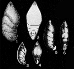 Cristellaria (Hemirobulina) arcuatula Stache, 1864