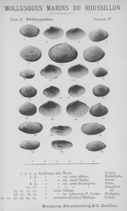 Bucquoy et al. (1887-1898, pl. 97) Bucquoy et al. (1887-1898, pl. 97)
