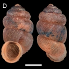 Palaina ainaro Holotype AM C.583629