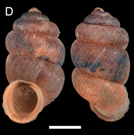 Palaina ainaro Holotype AM C.583629 Palaina ainaro Holotype AM C.583629