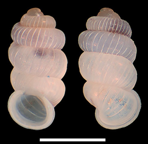 Palaina orelimo Holotype AM C.583630 Palaina orelimo Holotype AM C.583630