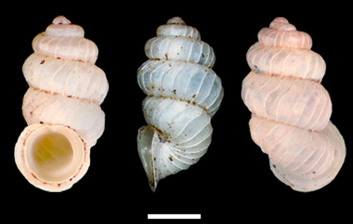 Palaina tuba Holotype AM C.583631 Palaina tuba Holotype AM C.583631