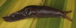 Parmacochlea balios (Qld, Tully, AM C.553542)