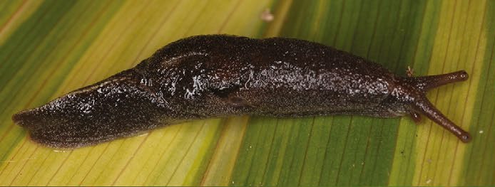 Parmacochlea balios (Qld, Tully, AM C.553542) Parmacochlea balios (Qld, Tully, AM C.553542)
