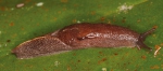 Parmacochlea furca (Qld, Cape Tribulation, AM C.553538)