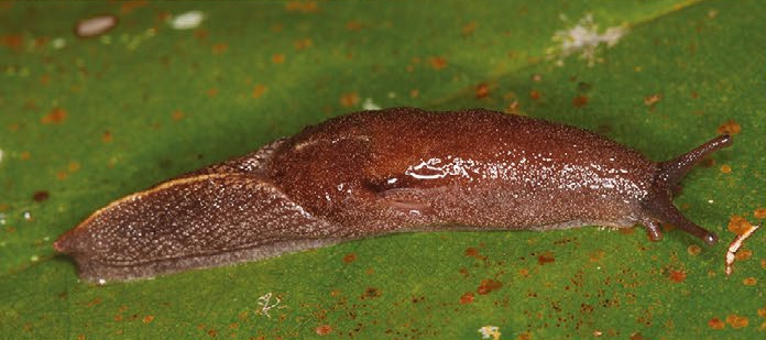 Parmacochlea furca (Qld, Cape Tribulation, AM C.553538)