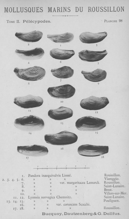 Bucquoy et al. (1887-1898, pl. 98) Bucquoy et al. (1887-1898, pl. 98)