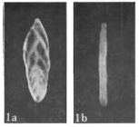 Coryphostomella lublinensis Gawor-Biedowa, 1987