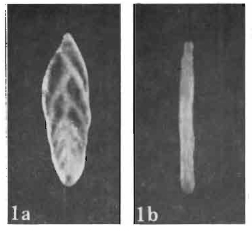 Coryphostomella lublinensis Gawor-Biedowa, 1987 Coryphostomella lublinensis Gawor-Biedowa, 1987