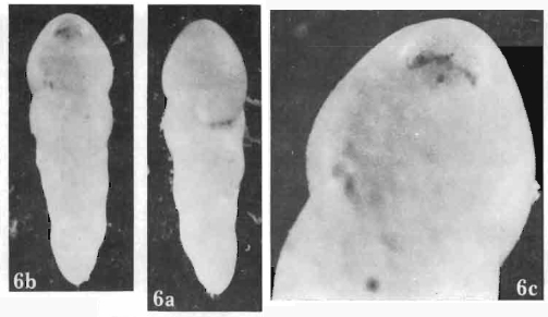 Czarkowyella czarkowyensis Gawor-Biedowa, 1987