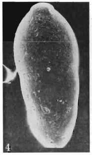 Pazdroella olgae Gawor-Biedowa, 1987
