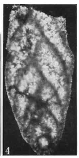 Coryphostomella lublinensis Gawor-Biedowa, 1987 Coryphostomella lublinensis Gawor-Biedowa, 1987