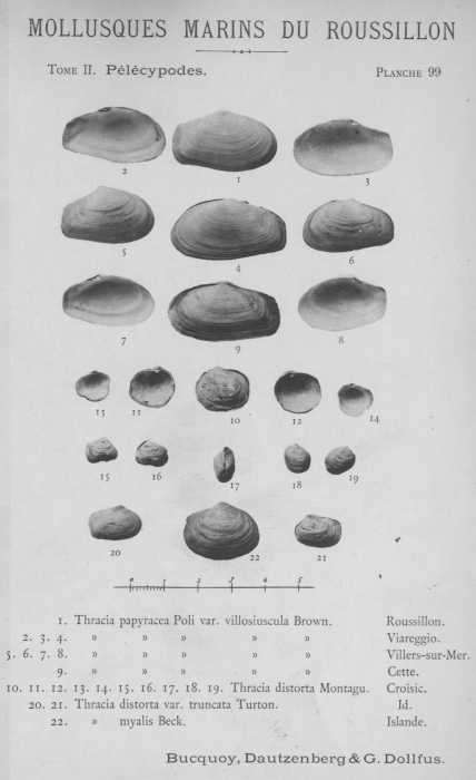 Bucquoy et al. (1887-1898, pl. 99) Bucquoy et al. (1887-1898, pl. 99)
