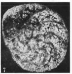 Lublinella lublinensis Gawor-Biedowa, 1987