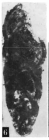 Czarkowyella czarkowyensis Gawor-Biedowa, 1987