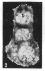 Telatynella telatynensis Gawor-Biedowa, 1987