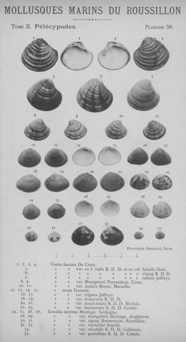 Bucquoy et al. (1887-1898, pl. 59) Bucquoy et al. (1887-1898, pl. 59)
